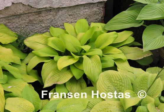 Hosta Fort Knox